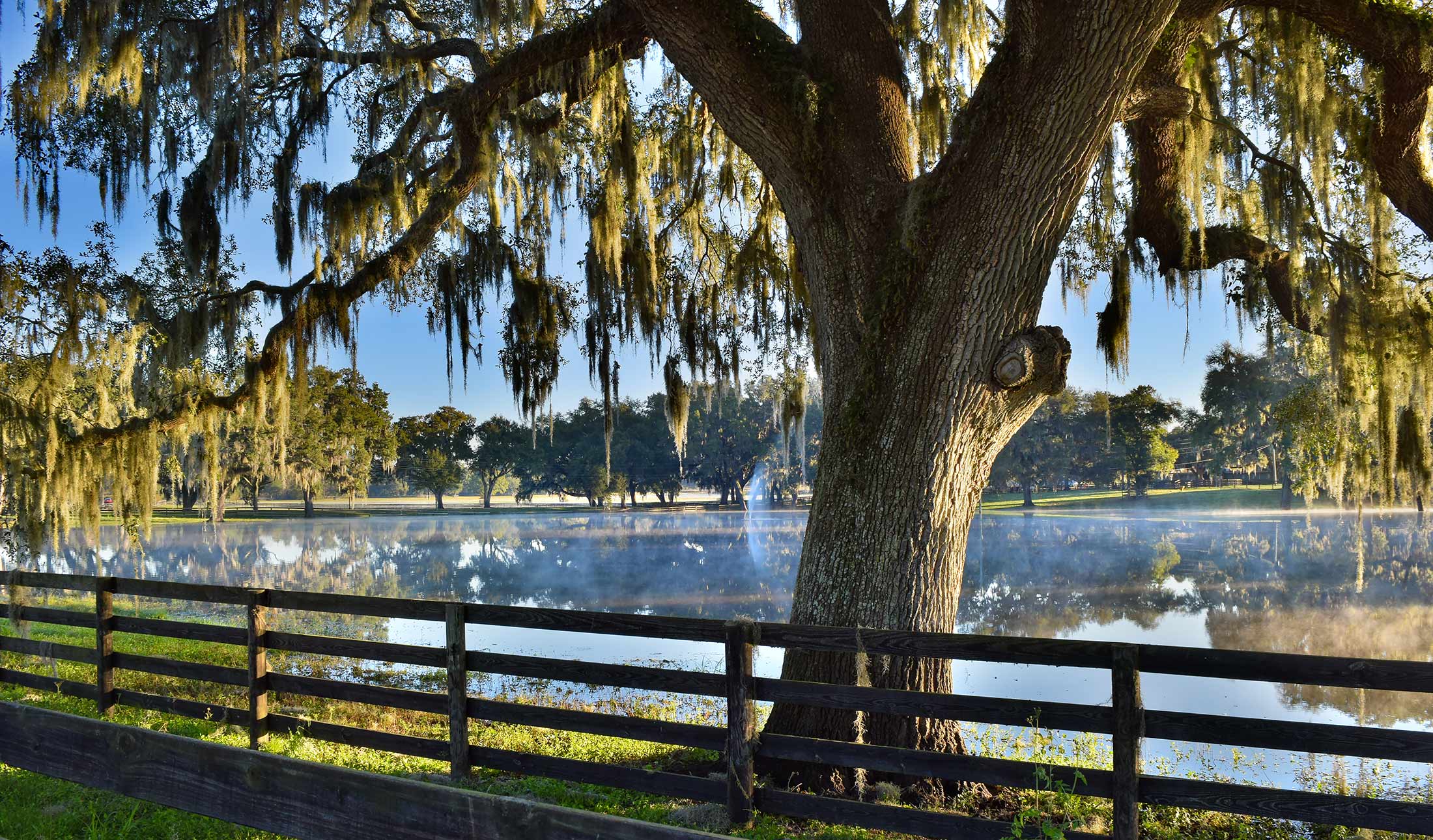 Ocala Horse Farm