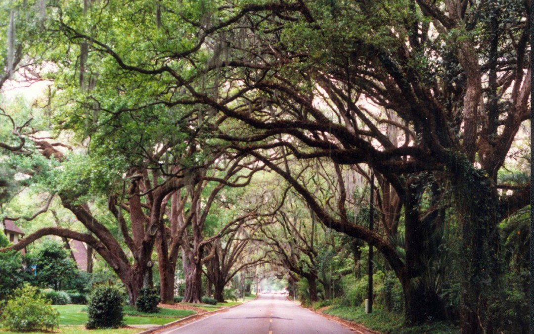 Tree Lined Road in Marion County