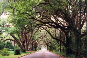 Tree Lined Road in Marion County