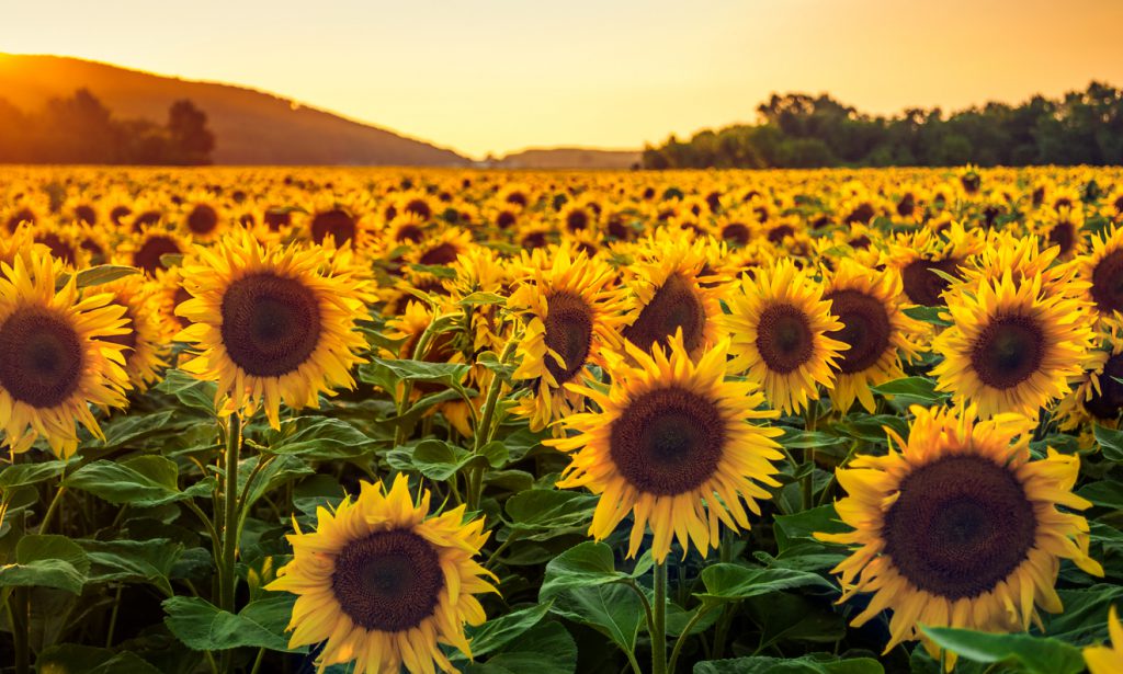 dunellon florida sunflowers. Enjoy Central Florida Like a Local . 