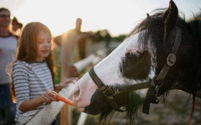 What to Do in Ocala, Florida: A Local Guide to Attractions and Activities