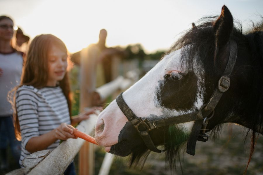 What to Do in Ocala, Florida: A Local Guide to Attractions and Activities