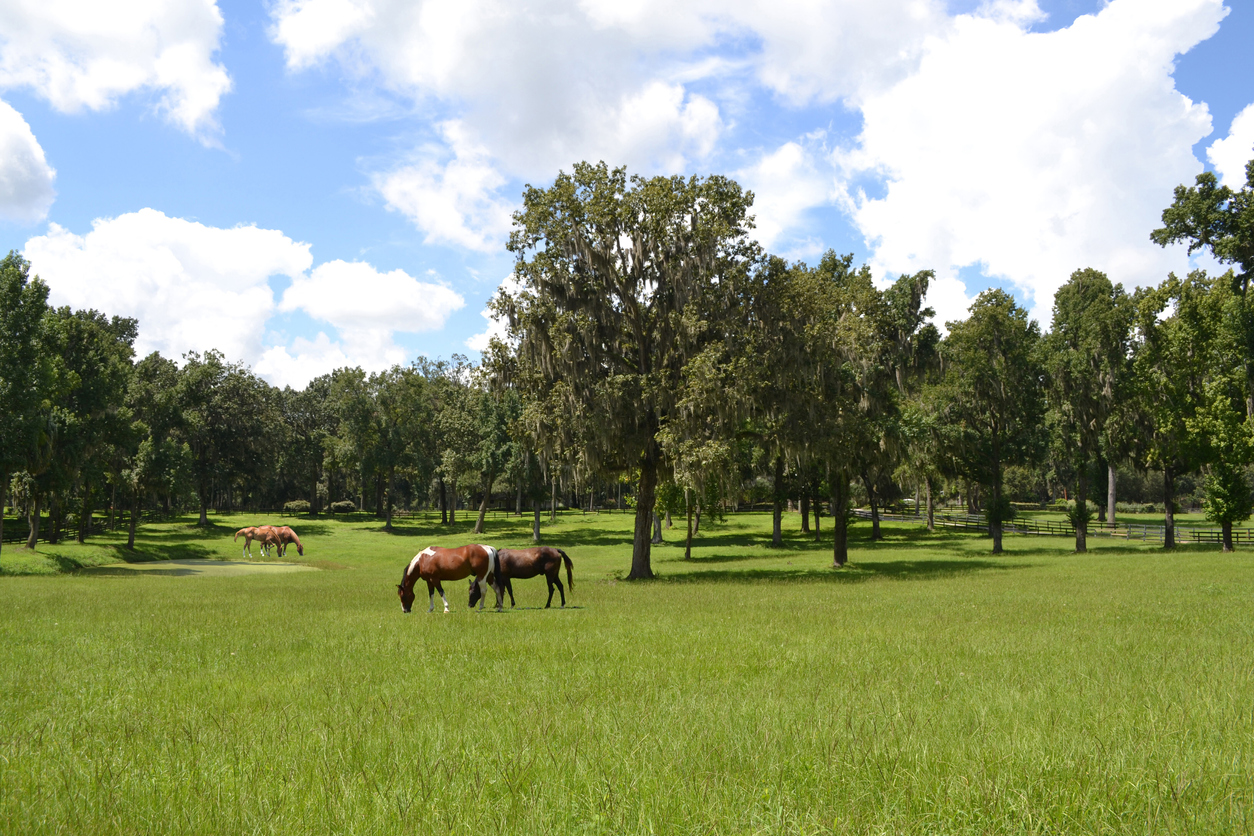 Golden Ocala Golf and Equestrian