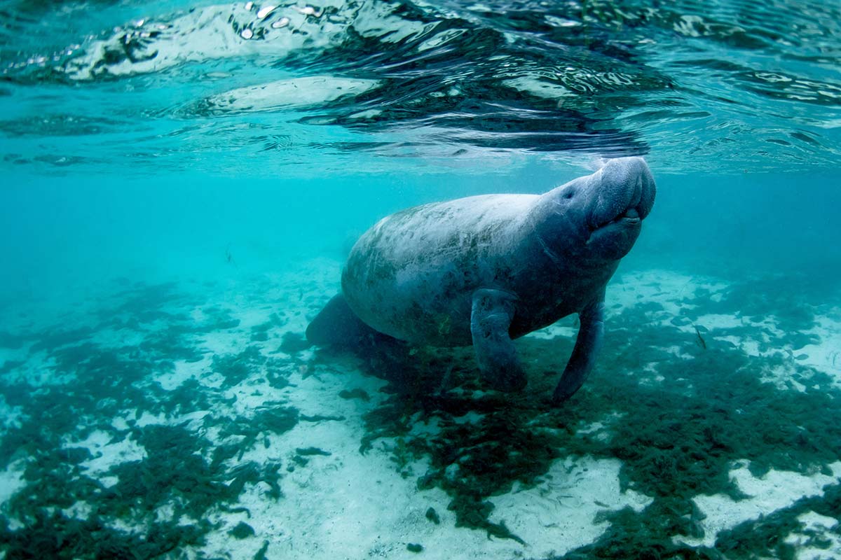 Manatee in Central Florida Spring