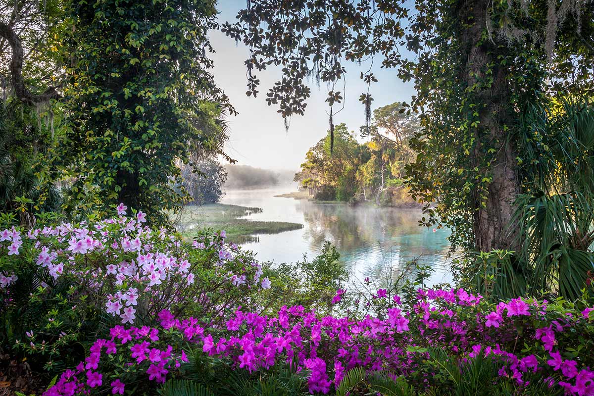 AdobeStock_197421861 Azaleas along Rainbow Springs River