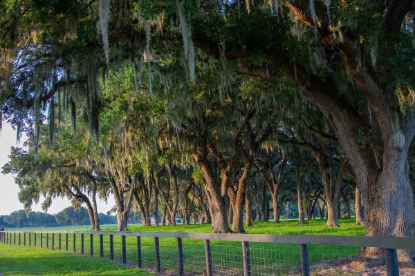 Oak lined path in Ocala, showing the beauty of Central Florida. 